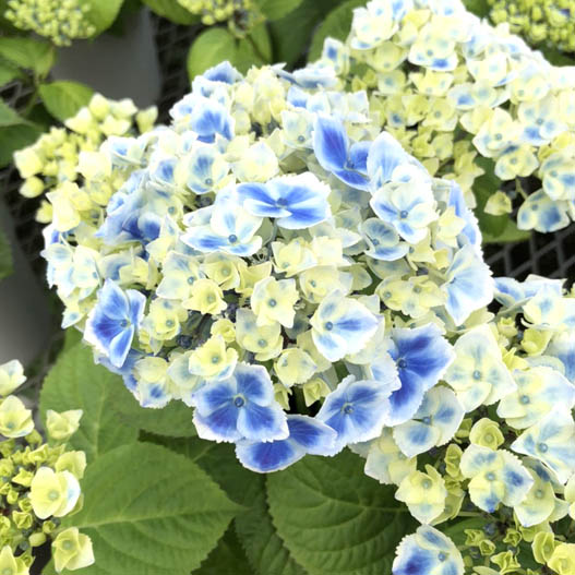 猫紫陽花 | 朔太郎と豆兄弟 ぐでねこちゃんとビジュー 紫陽花