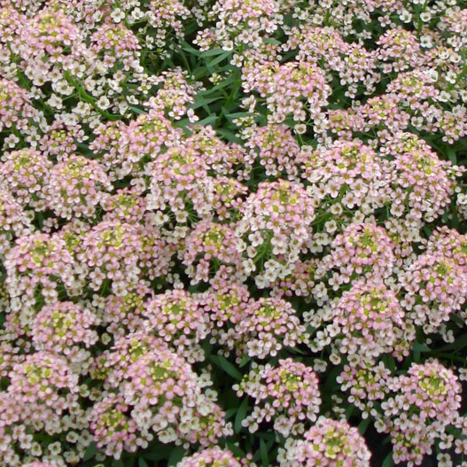 アリッサム アルール シリーズ|WEBカタログ|未来アグリス株式会社未来アグリス株式会社農と園芸の実りのために