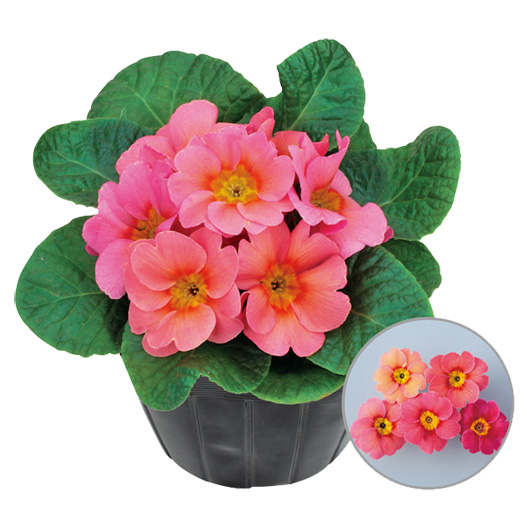 プリムラ アプリ 極早生アコーリス種