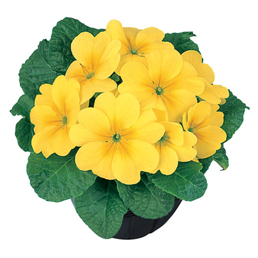 プリムラ アプリ 極早生アコーリス種