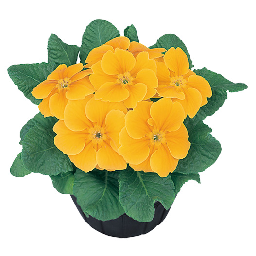 プリムラ アプリ 極早生アコーリス種