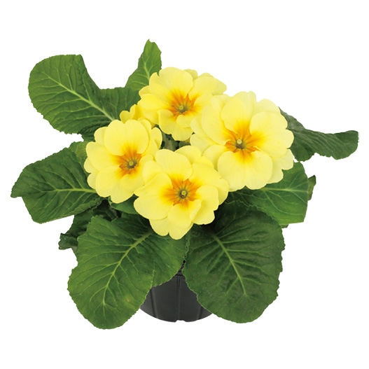 プリムラ アプリ｜WEBカタログ｜未来アグリス株式会社|未来アグリス