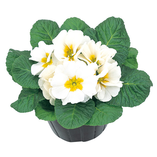 プリムラ アプリ 極早生アコーリス種