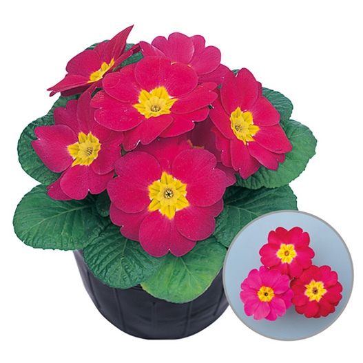 プリムラ アプリ 極早生アコーリス種