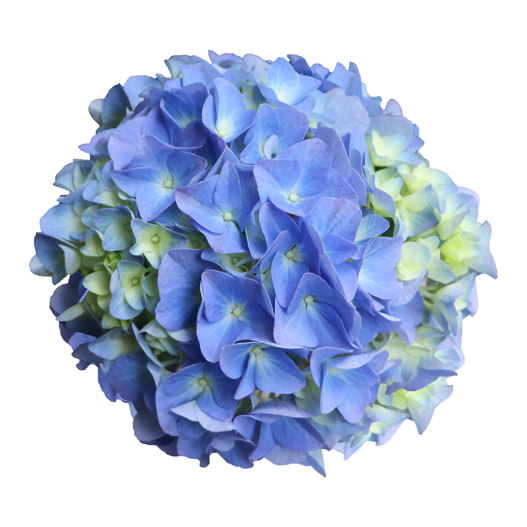 ハイドランジア　スクロール シリーズ 