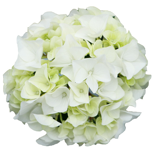 ꙳★*ハイドランジア꙳★* ハイドランジア スクロール | 株式会社ハクサン｜花や植物、園芸資材を