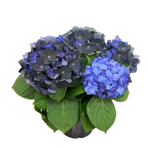 ハイドランジア　スクロール シリーズ 