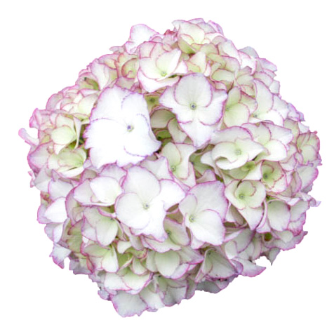 ハイドランジア　スクロール シリーズ 