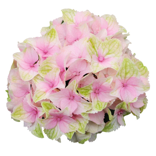 ハイドランジア　スクロール シリーズ 