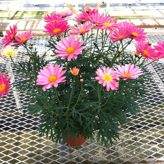 マーガレット　シンプリーコーラル 