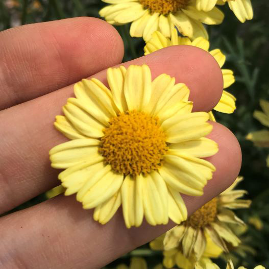 マーガレット コンパクトイエロー｜WEBカタログ｜未来アグリス株式会社