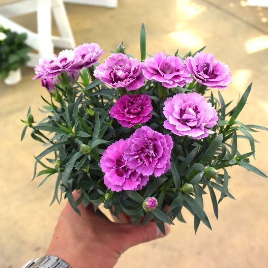 ダイアンサス　フルーリアムール 