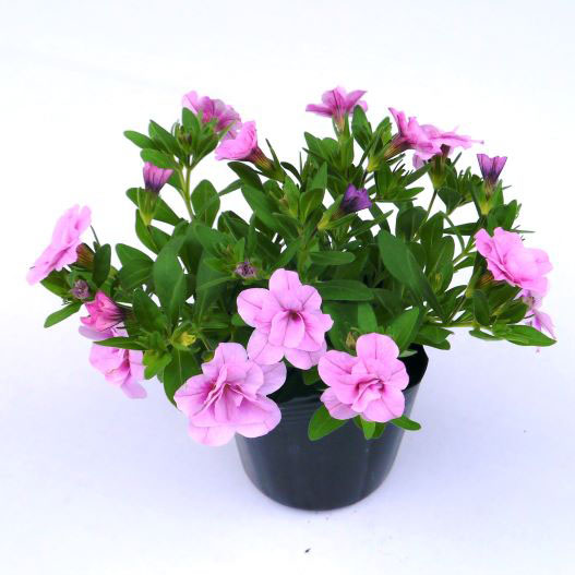 カリブラコア　アロハダブル 