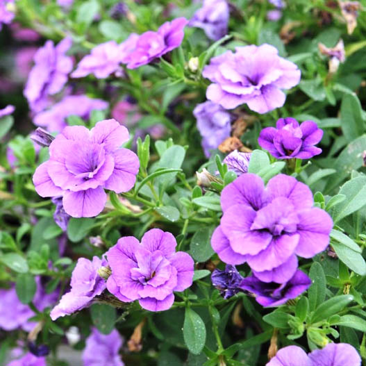 カリブラコア　アロハダブル 