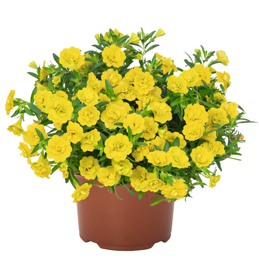 カリブラコア　アロハダブル 