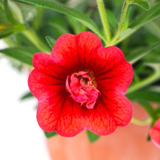 カリブラコア　アロハダブル 