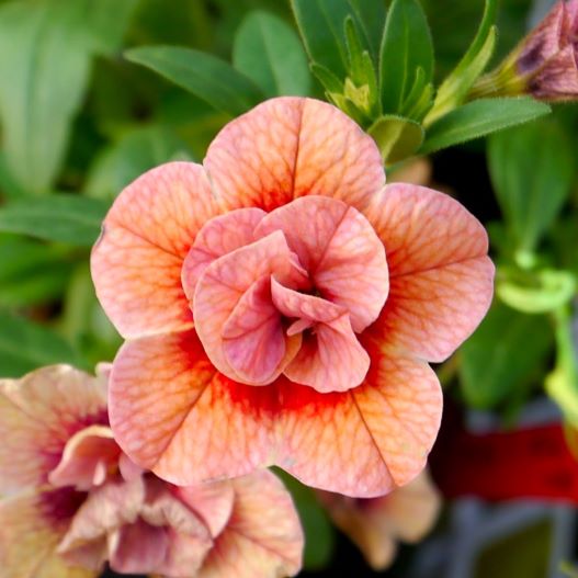 カリブラコア　アロハダブル 