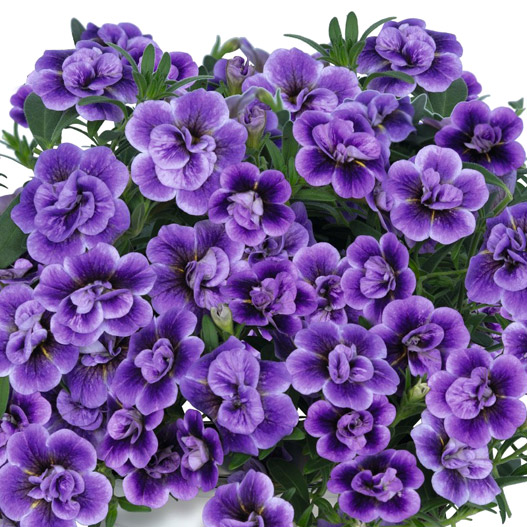 あっこ様 パープル×2 カリブラコア アロハダブル｜WEBカタログ｜未来アグリス株式会社|未来