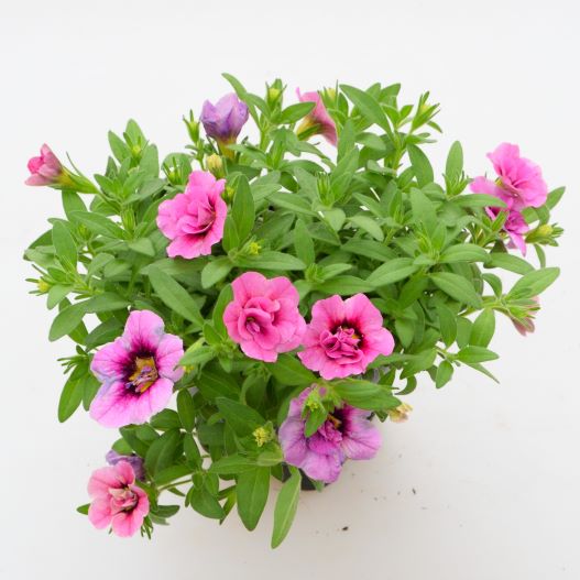 カリブラコア　アロハダブル 