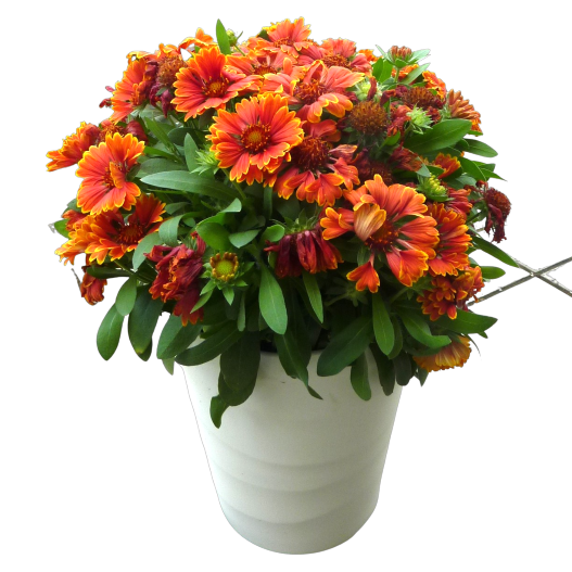 ガイラルディア　スピントップ シリーズ 