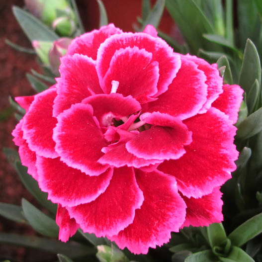 カーネーション　オスカー シリーズ 