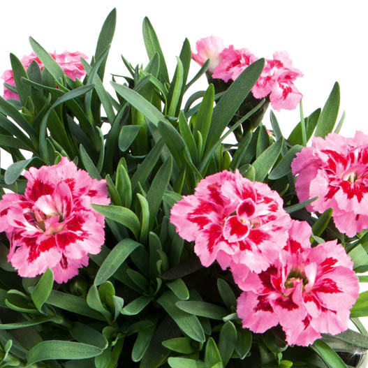 カーネーション　オスカー シリーズ 