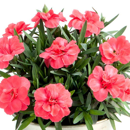 カーネーション　オスカー シリーズ 