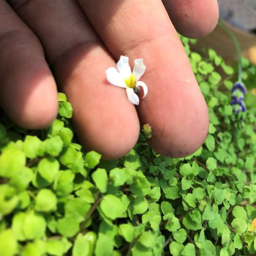 プラティア　ライムカーペット 