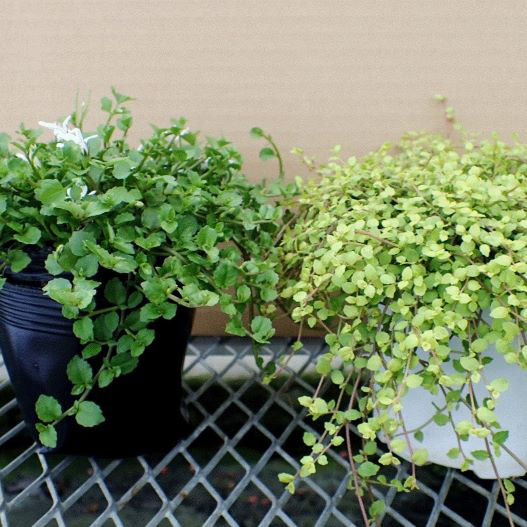 プラティア　ライムカーペット 