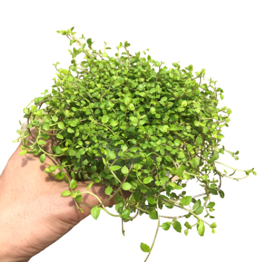 プラティア　ライムカーペット 