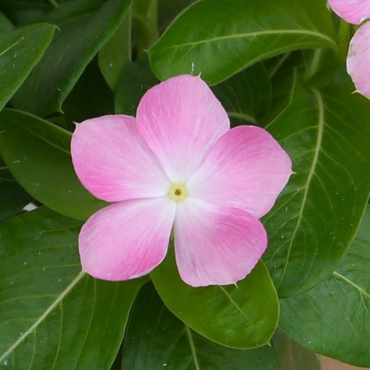 ビンカ 万葉の美　薄化粧 