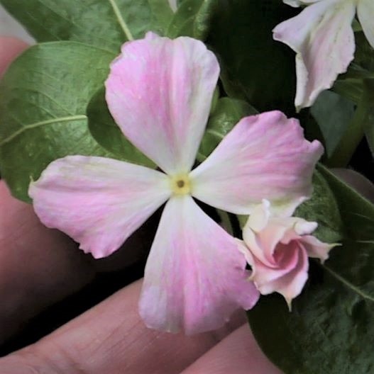 ビンカ 万葉の美　薄化粧 