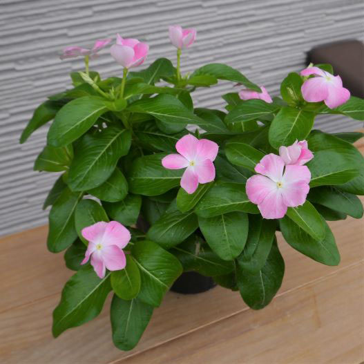 ビンカ 万葉の美　薄化粧 