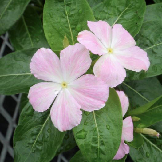 ビンカ 万葉の美　薄化粧 