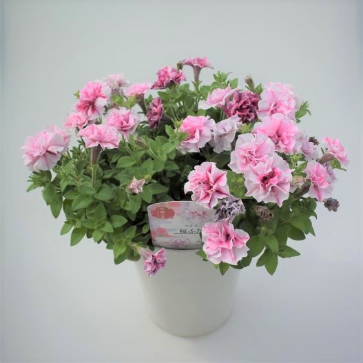 ペチュニア 万葉の美　桜ふたえ 