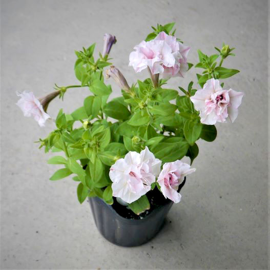 ペチュニア 万葉の美　桜ふたえ 