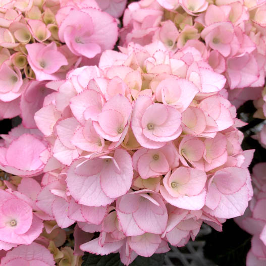 ハイドランジア　創作あじさい シリーズ 