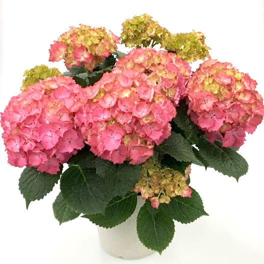 ハイドランジア　創作あじさい シリーズ 