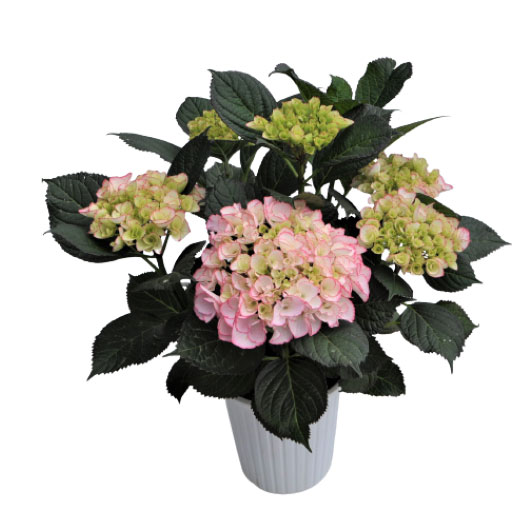 ハイドランジア　創作あじさい シリーズ 