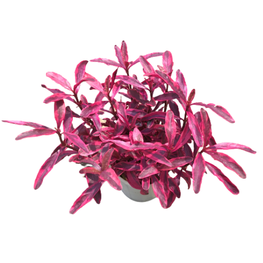 アルテルナンテラ　マウナケア 