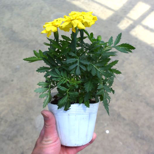 マリーゴールド エンデュランス