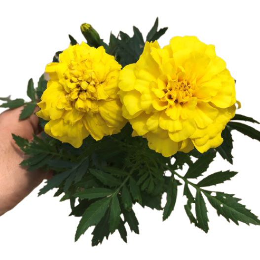 マリーゴールド エンデュランス