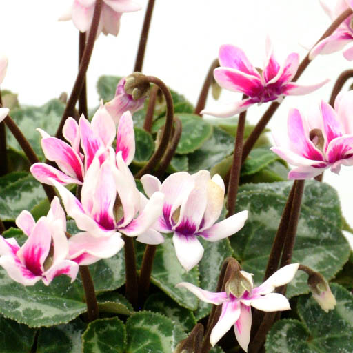 シクラメン　フェアリーピコ 極小輪ダブルバイカラー 