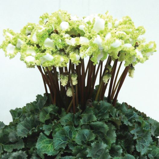 シクラメン　アイスプリンセス 大輪系品種