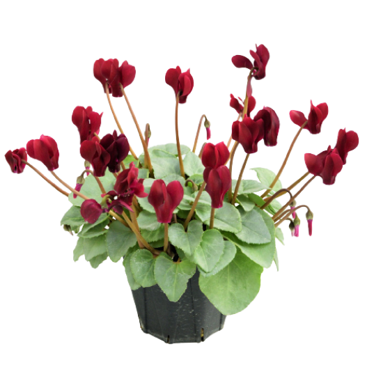 シクラメン　スノーショコラ 