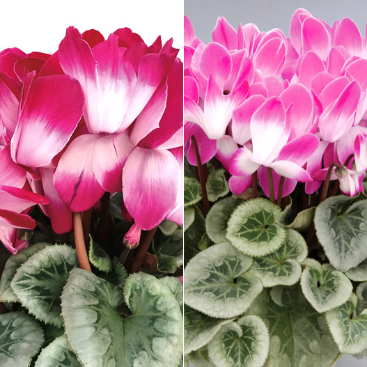 シクラメン　キアンティ シリーズ 大輪系品種