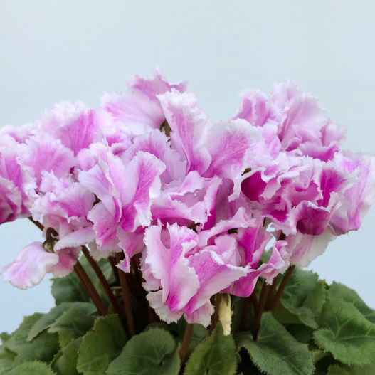 シクラメン カベルネ シリーズ 中輪系品種