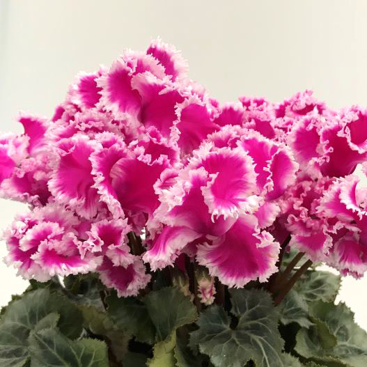 シクラメン カベルネ シリーズ 中輪系品種