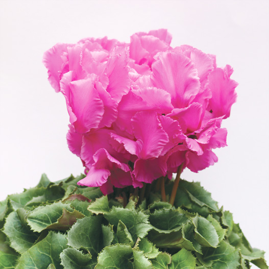 シクラメン F1 レジーナ シリーズ｜WEBカタログ｜未来アグリス株式会社