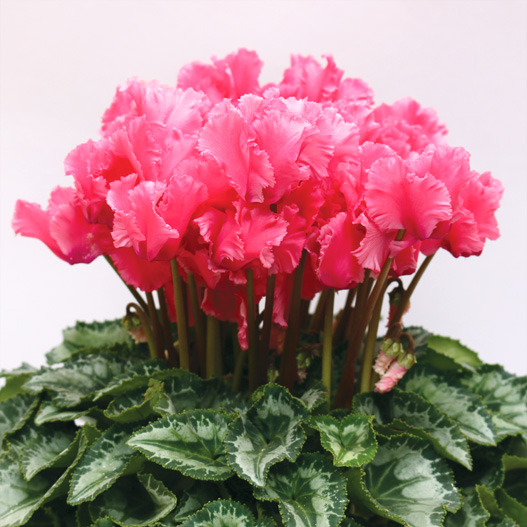 シクラメン F1　レジーナ シリーズ 中大輪系品種